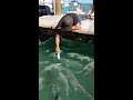 Feeding Tarpon at Robbies