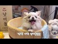 K-PET FAIR 케이펫페어에 다녀온 둥이 /박람회는 이맛에 가지!