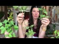 Propagating and Growing Purple Sweet Potatoes - Plant One On Me — Ep 017