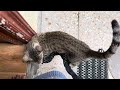 She brings her babies today | cute kitties | cat brings her babies