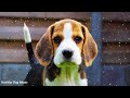 Dog Music to calm them, Relaxing Dog Music, Separation Anxiety Music for dogs