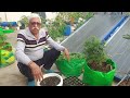 FASTEST WAY TO GROW CORIANDER ON TERRACE