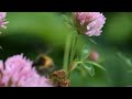 Cinnabar moth and a bumblebee on red clover ☘️