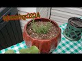 🌱 MAY 5TH #planterhgc2024   UPDATE 🌱#smallgarden #zone8a #containergardening