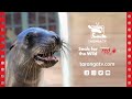 Seals for the Wild at Taronga Zoo Sydney!