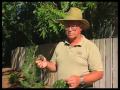How To Identify And Control Problems With Pecan Trees