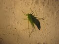 A chirping grasshopper