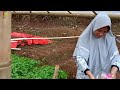 Yang Lagi Viral Perempuan Desa Kerja Bertani