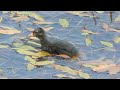 Common Moorhen 2