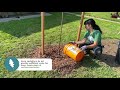 How to properly plant a tree