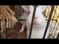 Rabbit   video dipali