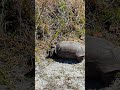 Gopher tortoise on Venetian bike trail in Venice Florida February 27, 2024