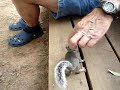 Friendly wild baby grey squirrel