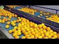 How Millions of Oranges Are Grown, Harvested and Processed Using Agricultural Technology.#16