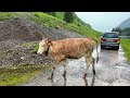 Switzerland - Heavenly places on Earth - Rainy relaxing walk on Seealpsee lake