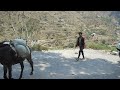 A mule caravan in Nepal