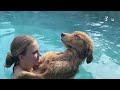 FUNNIEST Golden Retrievers 🤣| BEST Compilation