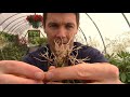 How to Grow Lavender Plants from Cuttings | Propagating Softwood Lavender Cuttings in Sand