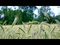 1 Hour Relaxing Nature & Fields - Amazing Nature Scenary - Ambiental Music - Chill