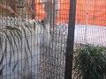 White Tiger Destroying White Fence