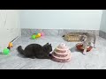 The ULTIMATE Cat and Dog Videos! |😬🐶 FUNNIEST Petsa