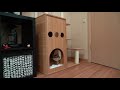 Cat Castle met Hosico