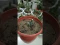 My cactus collection & details video#mansi ki hobby 🌵🌵🌵