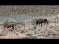 240718 Mustangs NV State Route 439 Summit East