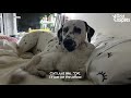 Dog Uses A Cat As A Pillow?! | The Dodo Odd Couples