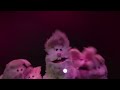 Stand By Me | Muppet Music Video | The Muppets