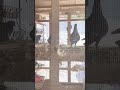 Afghan pigeons in Arizona