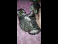 Adorable Kittens (4 minutes of total cuteness)