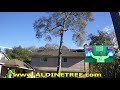 Cut Down Tree Near a House? (Expert Advice) Houston water oak Service