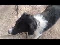 enjoying the forest -Border Collie 😊 #viral #trending #dog  #bordercollie #puppy  #dogtraining