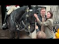 HORSE REALLY HAPPY TO SEE 7FT GUARD! ✨🐎💂| Horse Guards, Royal guard, Kings Guard, Horse, London