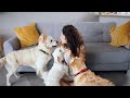 10 HOURS of Dog Calming Music For Dogs🐶💖Anti Separation Anxiety Relief🎵🐶Deep Sleep Music🎵