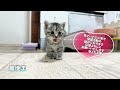 姿が見えないと鳴いて探す甘えん坊の子猫【かぐ告兄妹日記#3】Kitten looking for you by meowing when you are not seen.