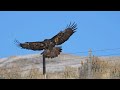 Set Free - Flight of the Eagle  #eagles #free #miracle