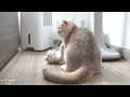 Top videos of mother cat showing love to her kittens. The boundless love of a mother cat.