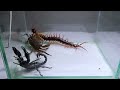 Con cua Bọ Cạp Rít Chúa - Crab Scorpion Centipede