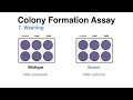 Clonogenic Cell Survival Assay (Colony Formation Assay)