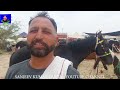 बिकाऊ घोड़े - पार्ट 38 Balotra Horse Market 2024 Tilwada Pashu Mela Horse Sale Price Video