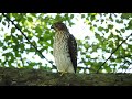 COOPER'S HAWK