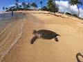 Sea Turtle