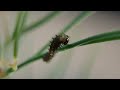 Caterpillar egg hatching