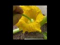 Mastering Pollination: How to hand pollinate in the garden. It is pollination day #gardening