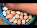 Farm Life | Collect chicken and duck eggs on the farm, ducks lay a lot of eggs