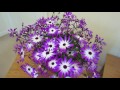 Senetti Care