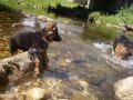 Bosco + Lia, the lovely german shepherds, in beautiful river. Pastores alemanes en el rio