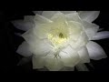 Night Blooming Cereus, September Edition